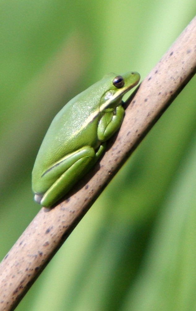 Green tree frog