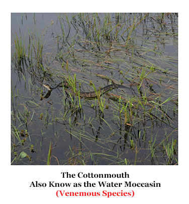 Cottonmouth snake